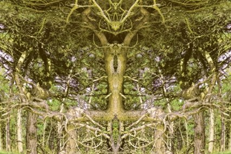 Bewerkte foto van een boom door Denz de Kroon