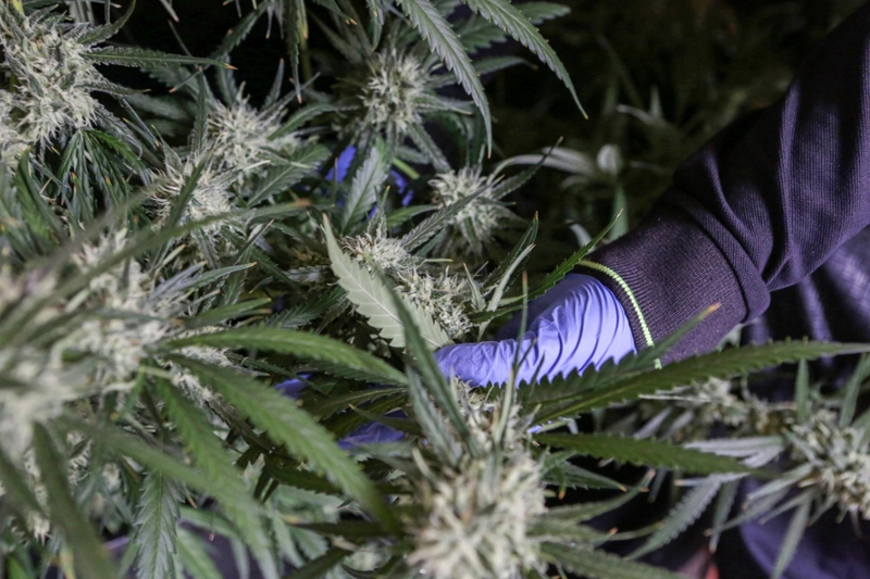 Foto van wietplantage